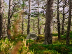 MSR Elixir 3 V2 Tent Backpacking Shelter 29 MSR Elixir 3 V2 Tent Backpacking Shelter -Camping Equipment Store 2a75f216 7a03 4816 9070 bd7ab825979ftrekking20tent20msr